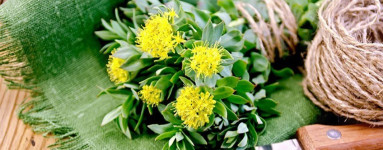 Rožni koren (Rhodiola Rosea)